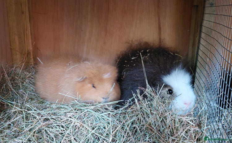 Guinea Pig rodents - Advert 13