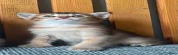 Abyssinian cats for sale: Beautiful British Shorthair x Abyssinian Kittens - Advert 10