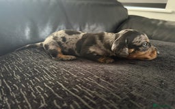 Miniature Dachshund dogs for sale: Miniature Dachshund puppies KC Reg Health tested - Image 9