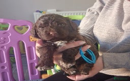 Lagotto Romagnolo dogs for sale: Lagotto Romagnolo, pure breed, KC reg litter - Image 24