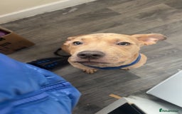 American Bully dogs for sale: Milo need home asap  - Image 2