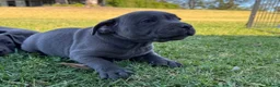 Staffordshire Bull Terrier dogs for sale: Solid pure Staffy's blue to quickly take home - Advert 6