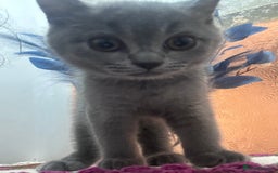 British Shorthair cats for sale: BSH kitten  - Image 2