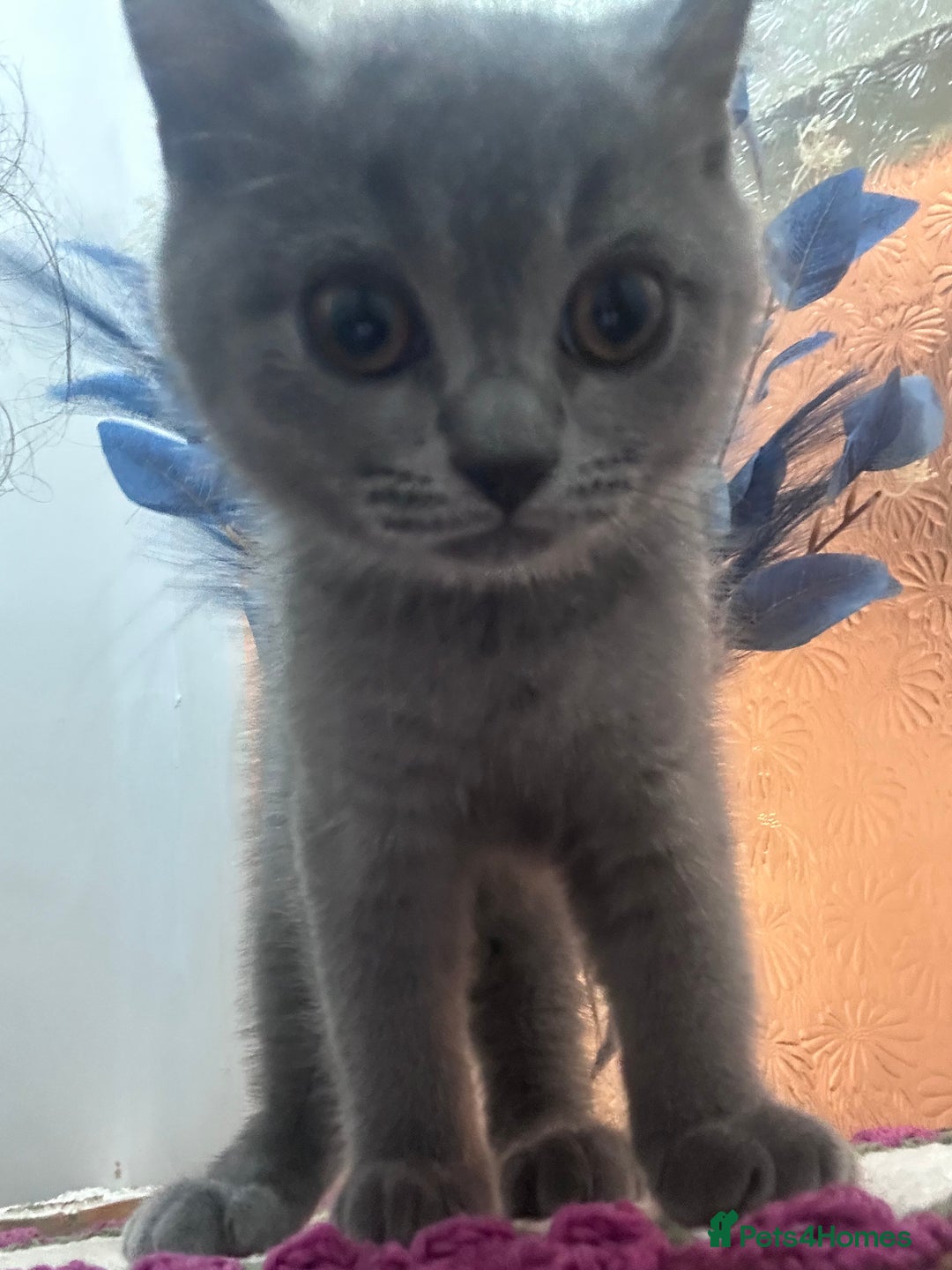 British Shorthair cats for sale: BSH kitten  - Image 2