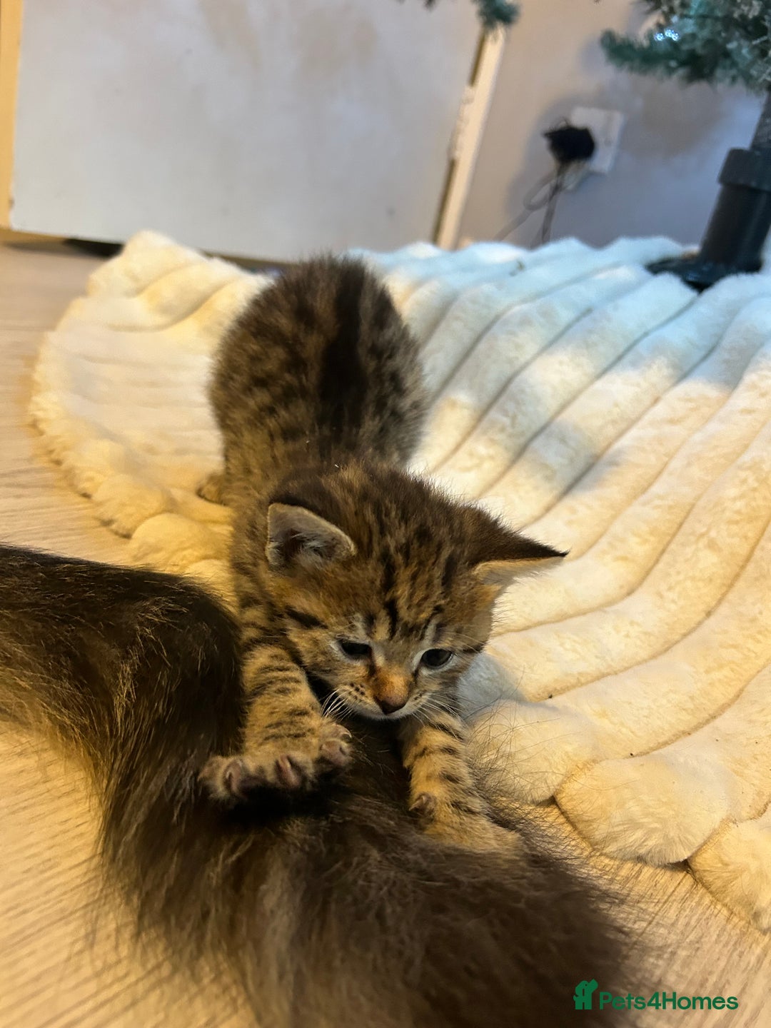 Mixed Breed cats for sale: 4 gorgeous kittens ready for amazing homes  - Advert 3