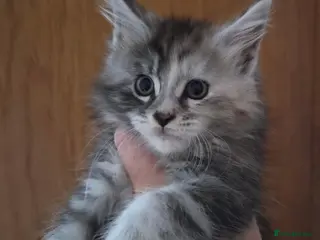 Maine Coon cats Beautiful Mainecoon kittens - Advert 11