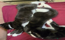 Mixed Breed cats for sale: 6 kittens - Image 9