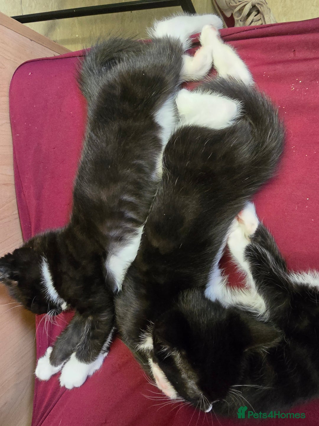 Mixed Breed cats for sale: 6 kittens - Image 9