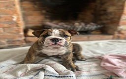 English Bulldog dogs for sale: READY NOW! vaccinated microchipped KC Bulldog pups in Rochford - Image 6