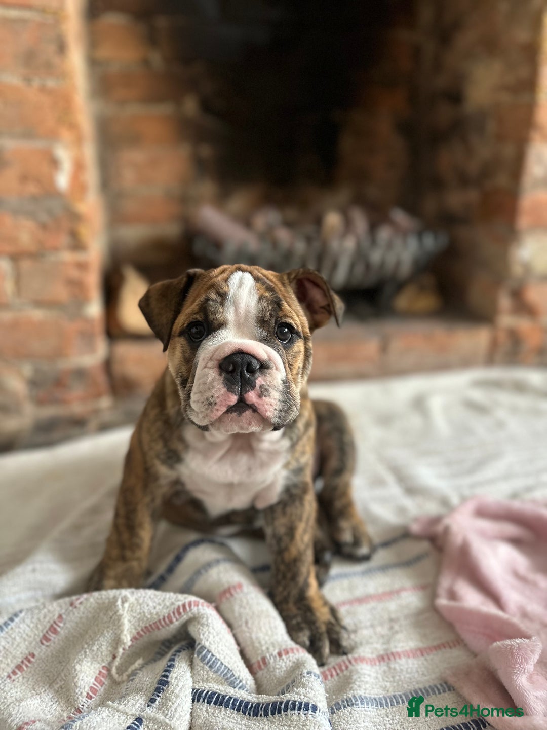 English Bulldog dogs for sale: READY NOW! vaccinated microchipped KC Bulldog pups in Rochford - Image 6