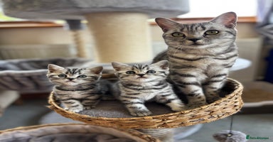 British Shorthair cats - Advert 2