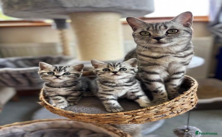 British Shorthair cats - Advert 10