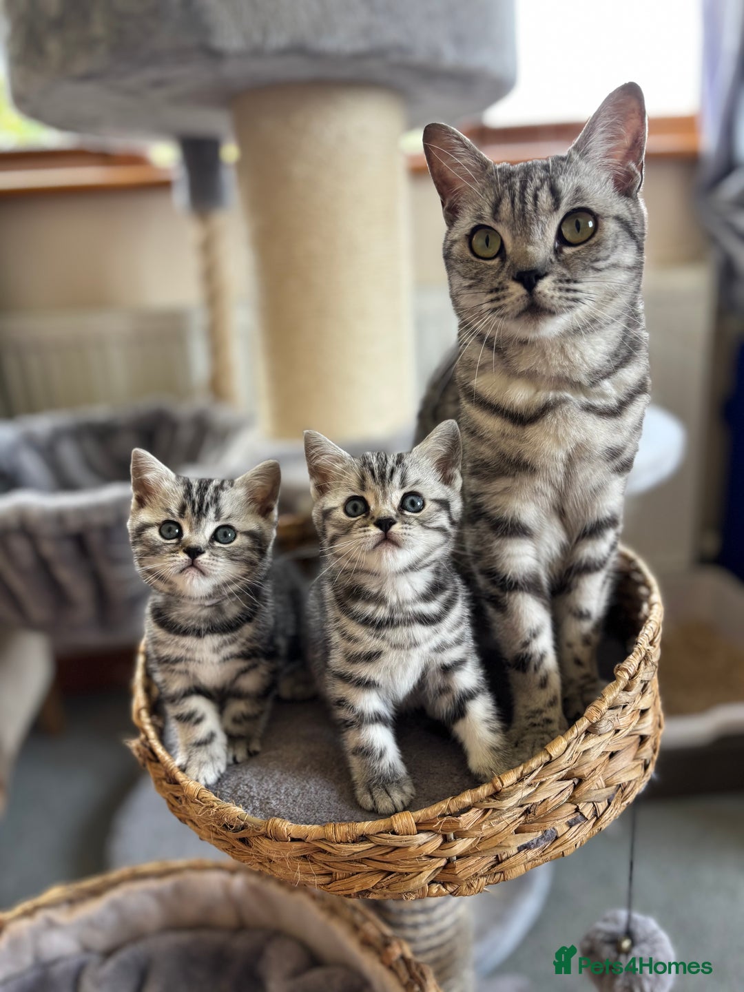 British Shorthair cats for sale: ❤️💙 GORGEOUS SILVER TABBY BSH CHAMPION LINES 💙❤️ - Image 1