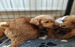 Mixed Breed dogs for sale: ✨Health Tested Australian Labradoodles ✨ - Image 16