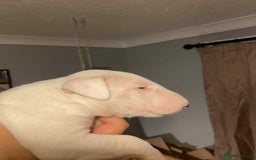 English Bull Terrier dogs for sale: 1 male and 2 female looking for new home - Image 1