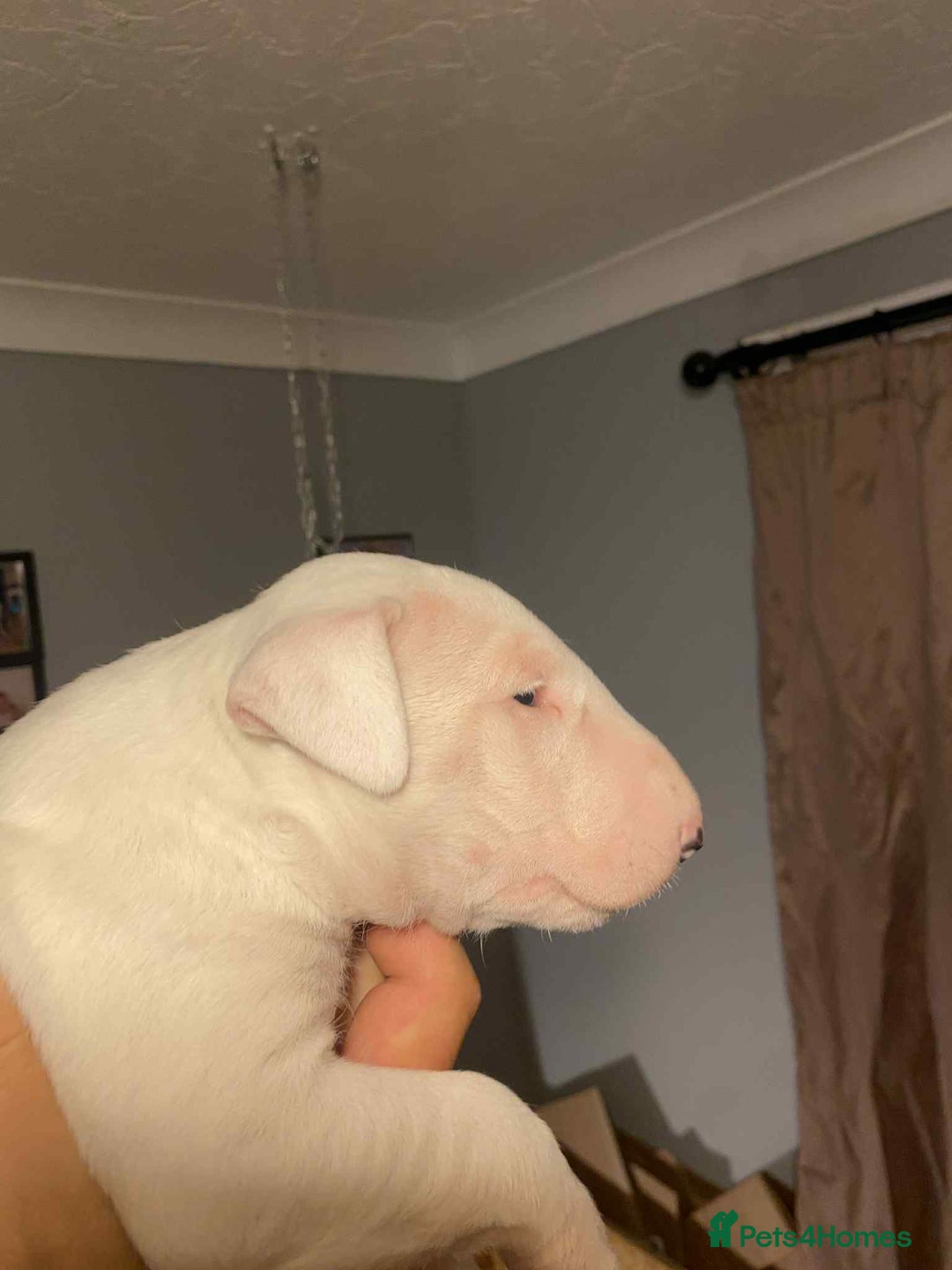 English Bull Terrier dogs for sale: 1 male and 2 female looking for new home - Image 1