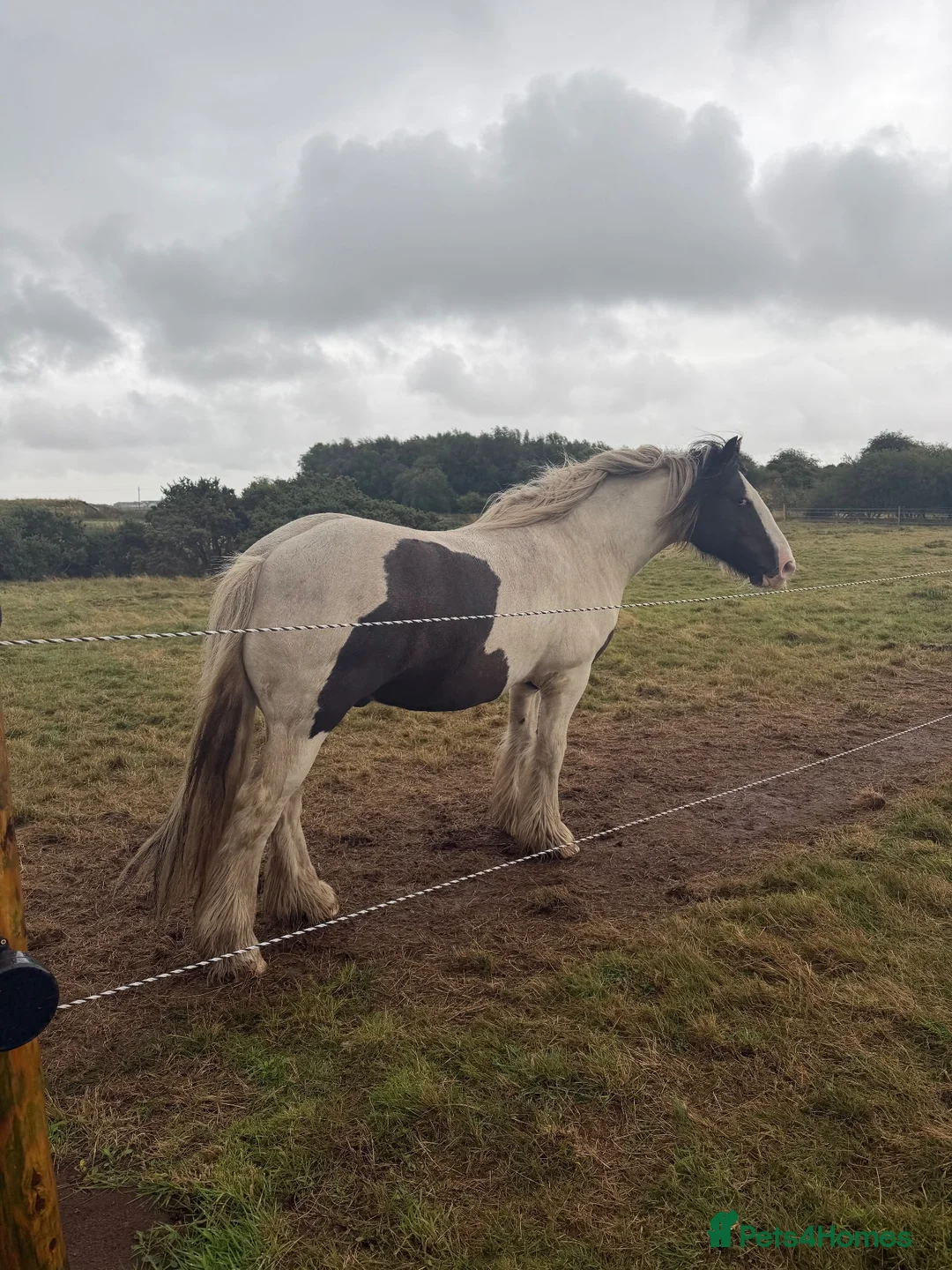Irish Cob horses for sale: Gypsy cob - Advert 2