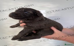 German Shepherd dogs for sale: Kcreg blue sable carrying Isabella GSD pups  - Image 9