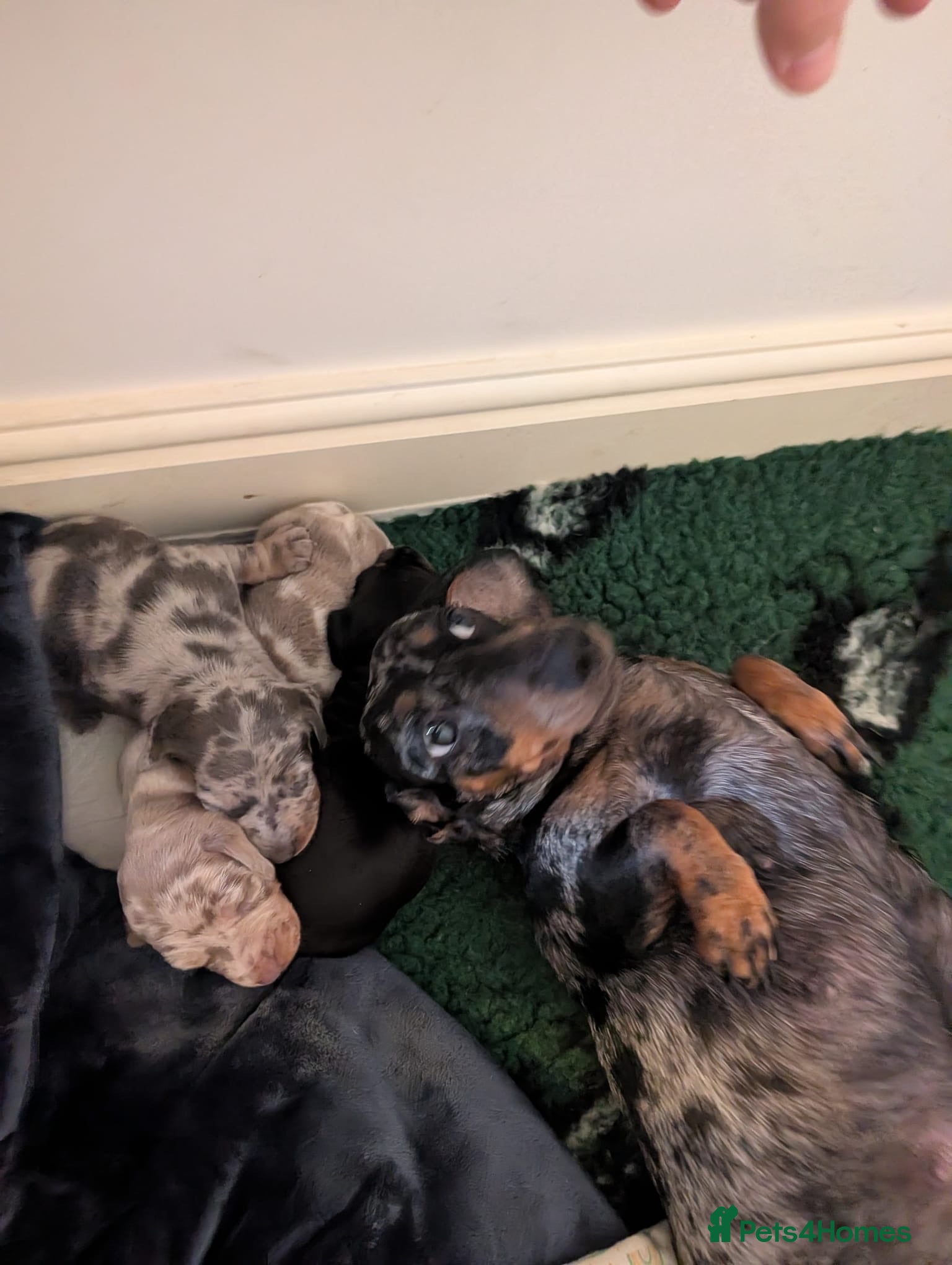Dachshund dogs 2. Boys 1. Girl  - Advert 1