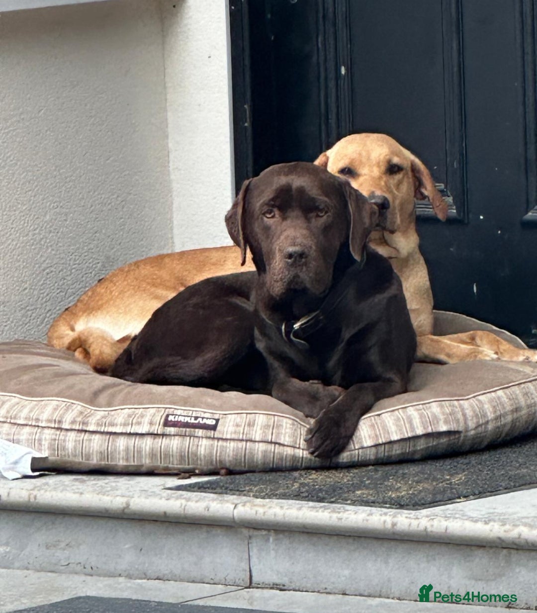 Labrador Retriever dogs for sale: 8 Labrador pups for sale in Finchampstead  - Image 3