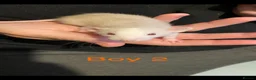 Rat rodents for sale: Dumbo Siamese Baby Rats Looking for Loving Homes  - Advert 3