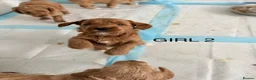 Cockapoo dogs for sale: Beautiful F2 Cockapoo Puppies in Birmingham - Advert 17