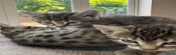 Mixed Breed cats for sale: Adorable kittens available this week - Advert 2