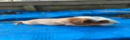 Guinea Pig rodents for sale: Long haired fluffy PeruvianSilkie guineapig babies - Advert 24
