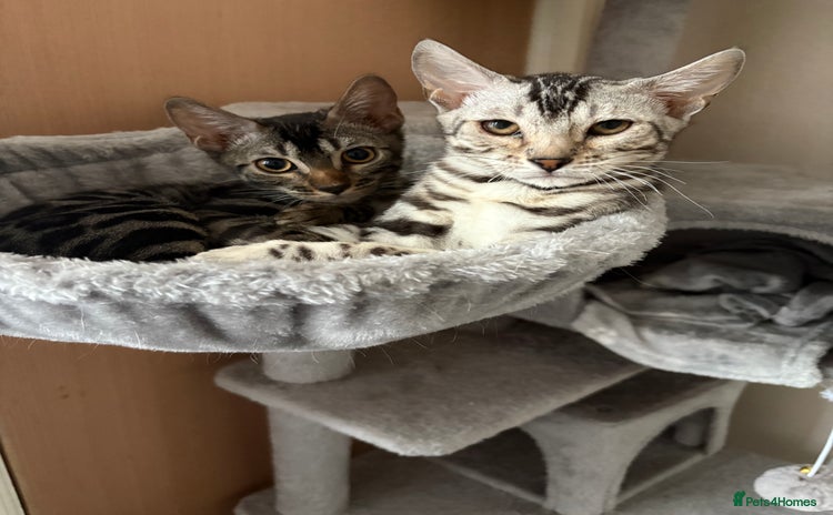 Bengal cats - Advert 1