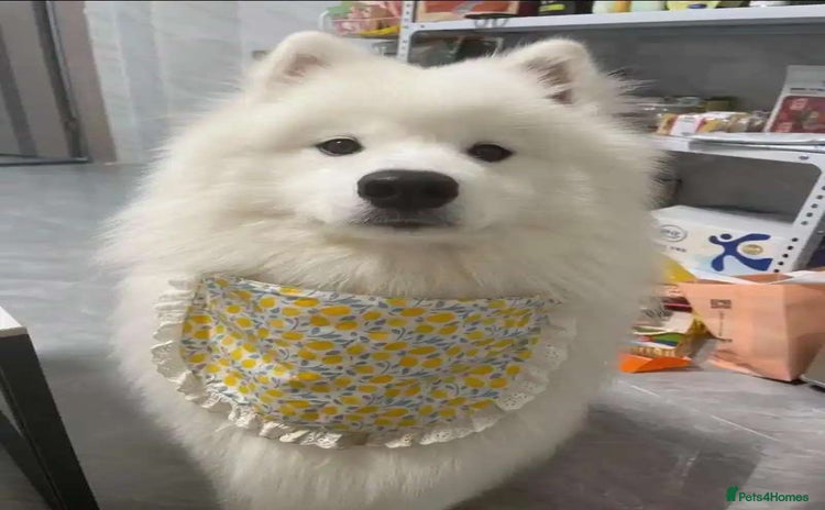 Samoyed dogs - Advert 1
