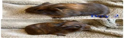 Mixed Breed rodents for sale: Girl and boy guinea for sale  - Advert 4