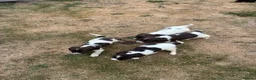 English Springer Spaniel dogs for sale: Springer spaniel pups in Abergavenny - Advert 7