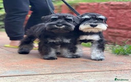 Miniature Schnauzer dogs for sale: Charming Mini Schnauzers with KC registration - Image 14
