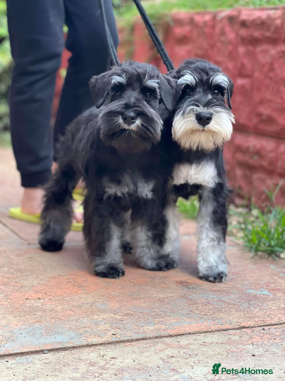 Miniature Schnauzer dogs for sale: Charming Mini Schnauzers with KC registration - Image 14