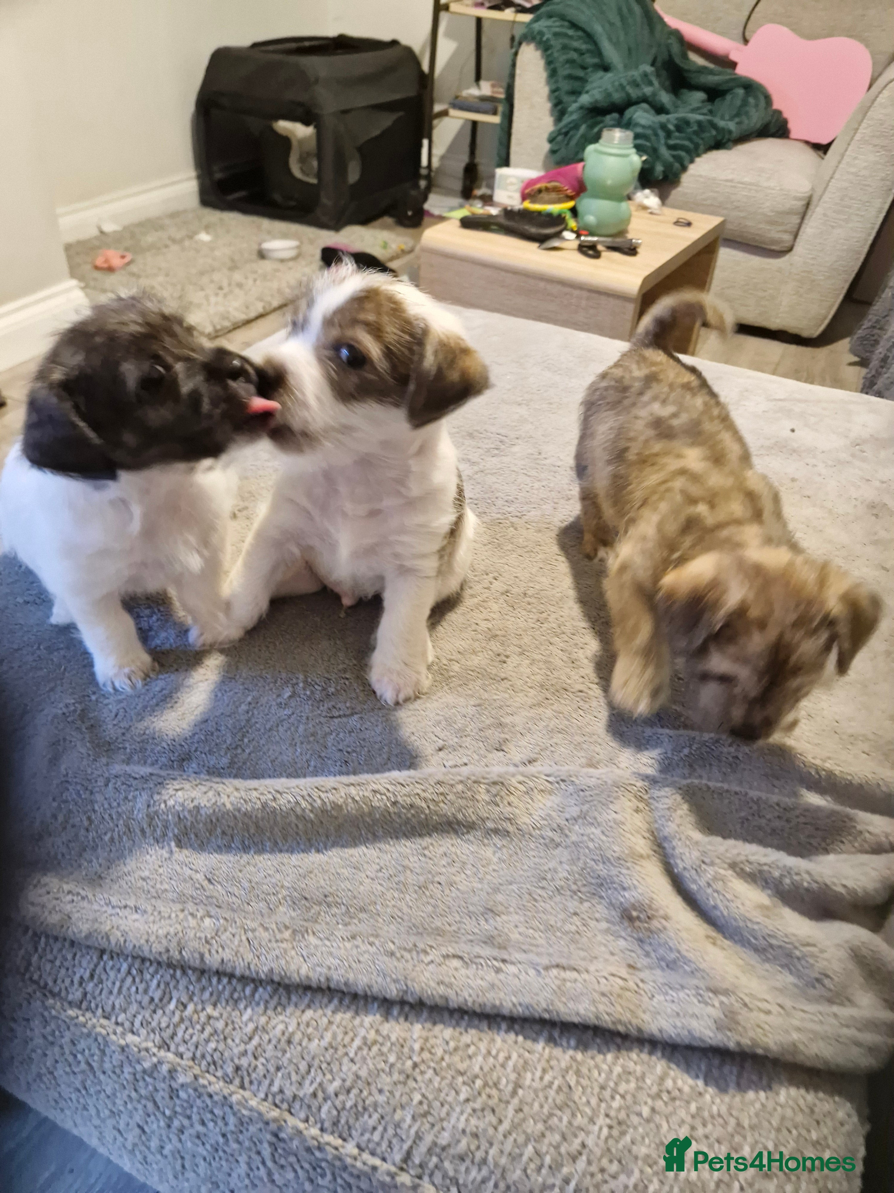 Mixed Breed dogs 3 beautiful malshi x Jack russell cross puppies  - Advert 4
