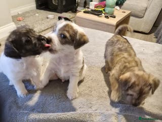 Mixed Breed dogs 3 beautiful malshi x Jack russell cross puppies - Advert 3