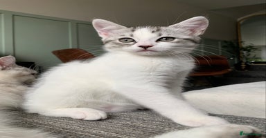 Maine Coon cats - Advert 6