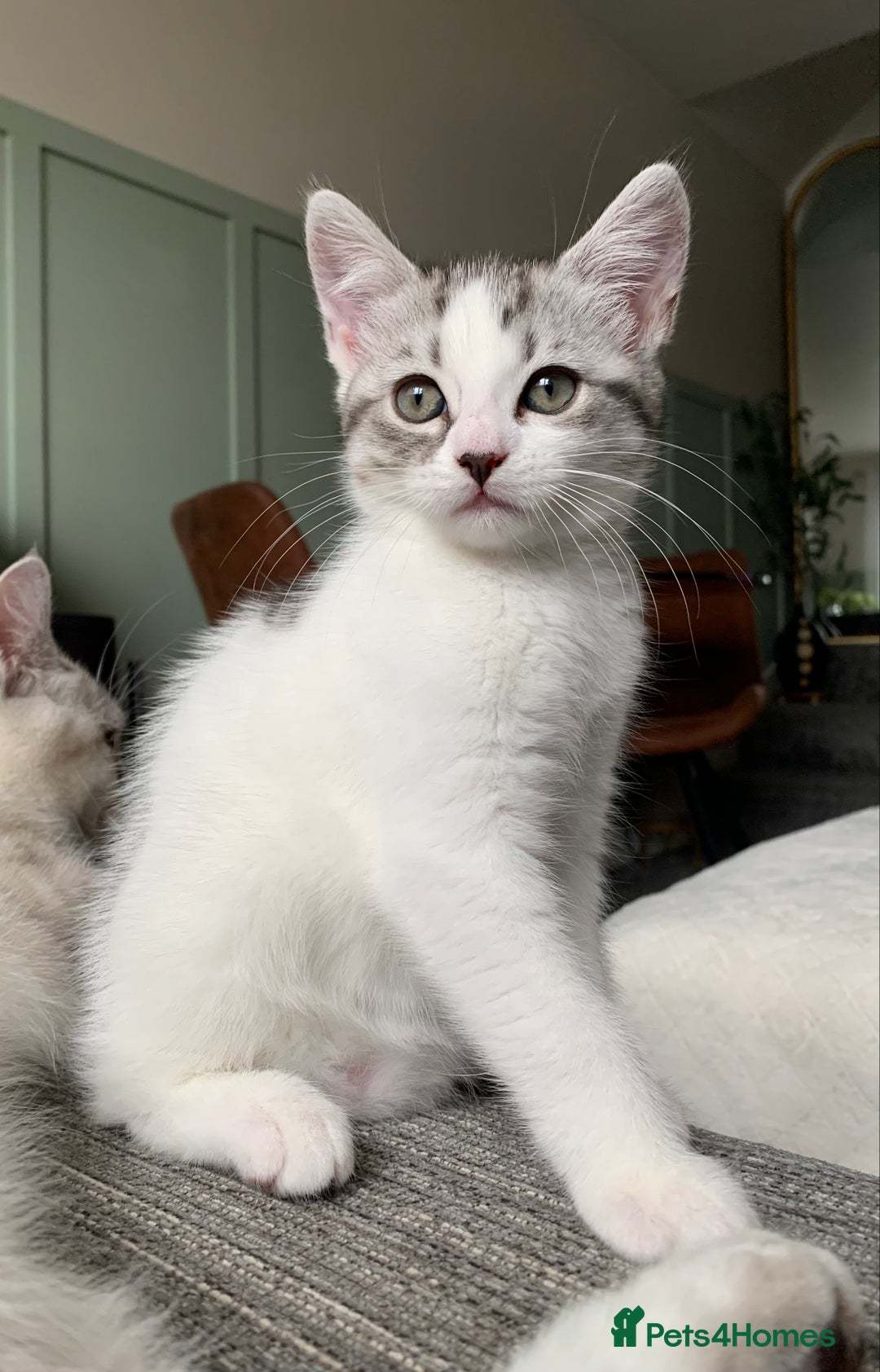Maine Coon cats for sale: Silver spotted tabby & white girl kitten  - Image 4