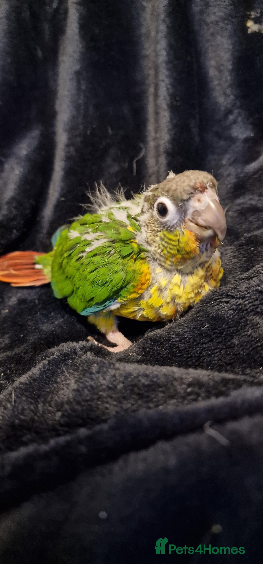 Conures birds for sale: Beautiful fully hand reared conure baby's  - Advert 15