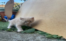 Mixed Breed cats for sale: Kittens for sale  - Image 38