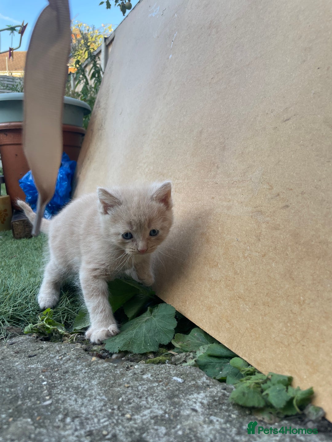 Mixed Breed cats for sale: Kittens for sale  - Image 38