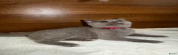British Shorthair cats for sale: Two shorthair Girls lilac and blue - Advert 10