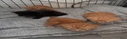 Mixed Breed cats for sale: Tortishell queen has had beautiful babies - Advert 5