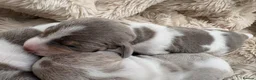Miniature Dachshund dogs for sale: Piebald Dapple miniature dachshund puppies - Advert 2