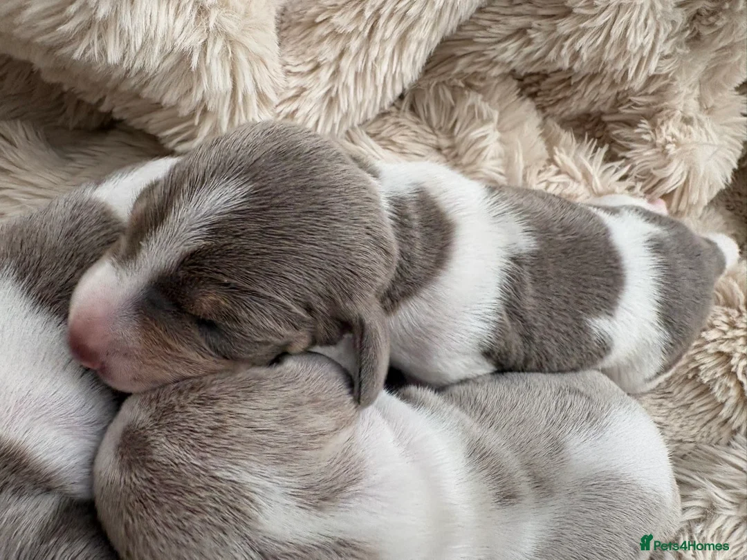 Miniature Dachshund dogs for sale: Piebald Dapple miniature dachshund puppies - Advert 2