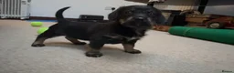 Doxiepoo dogs for sale: Doxiepoo puppies (minature) - Advert 13