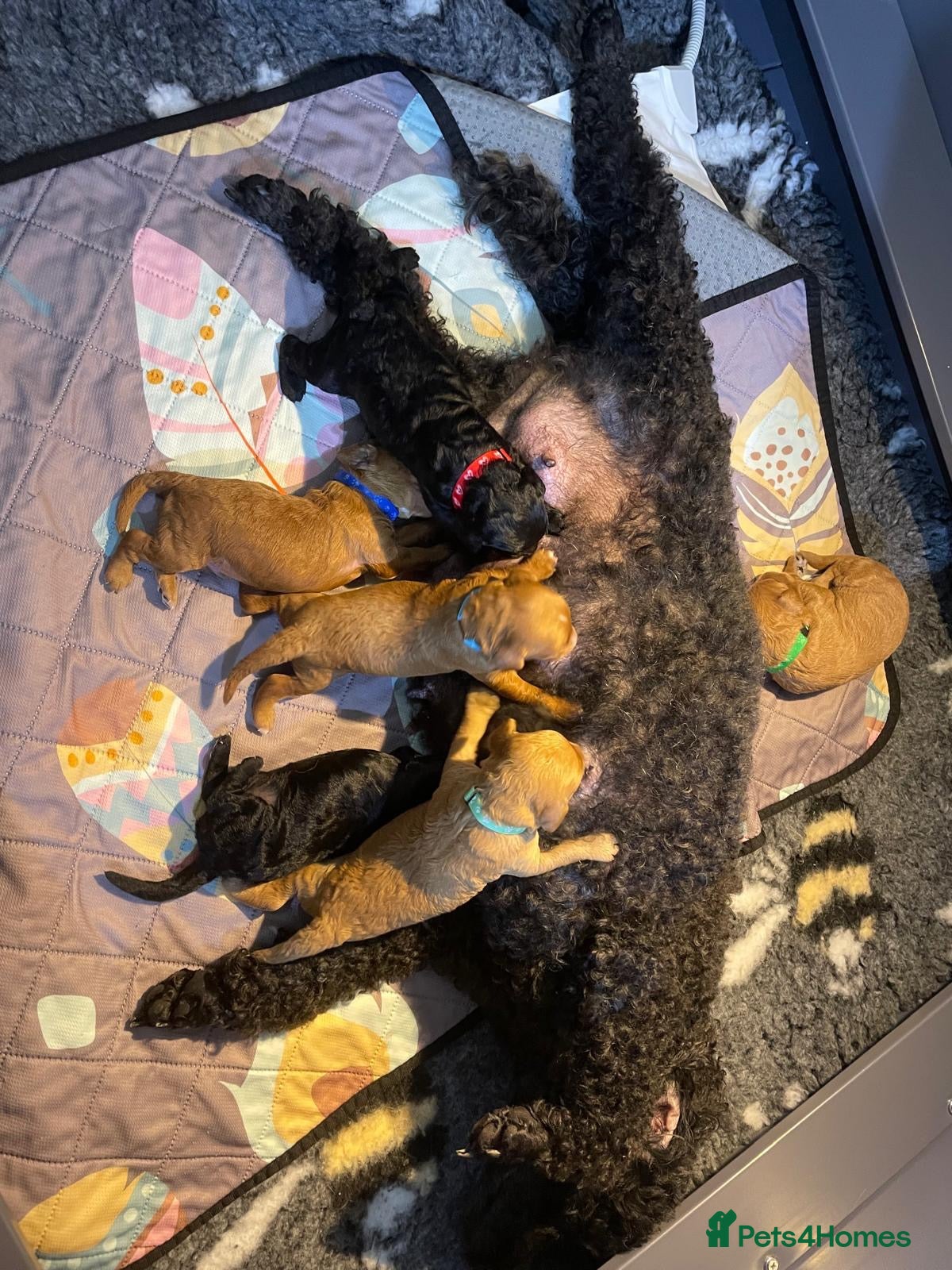Miniature Poodle dogs KC reg Miniature poodles - Advert 1