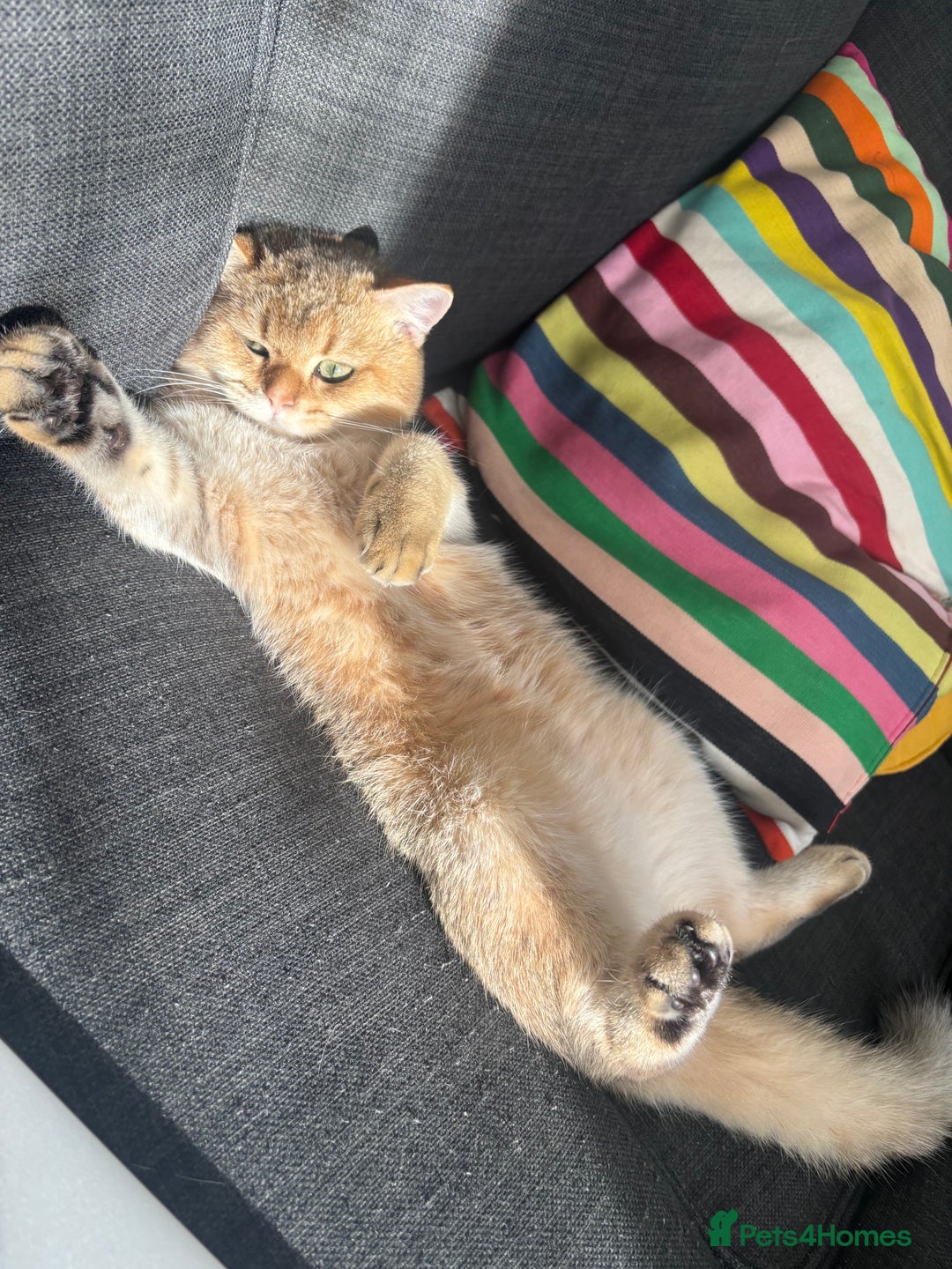 British Shorthair cats for sale: British shorthair Golden  Boy - Image 3