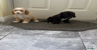Cockapoo dogs - Advert 10