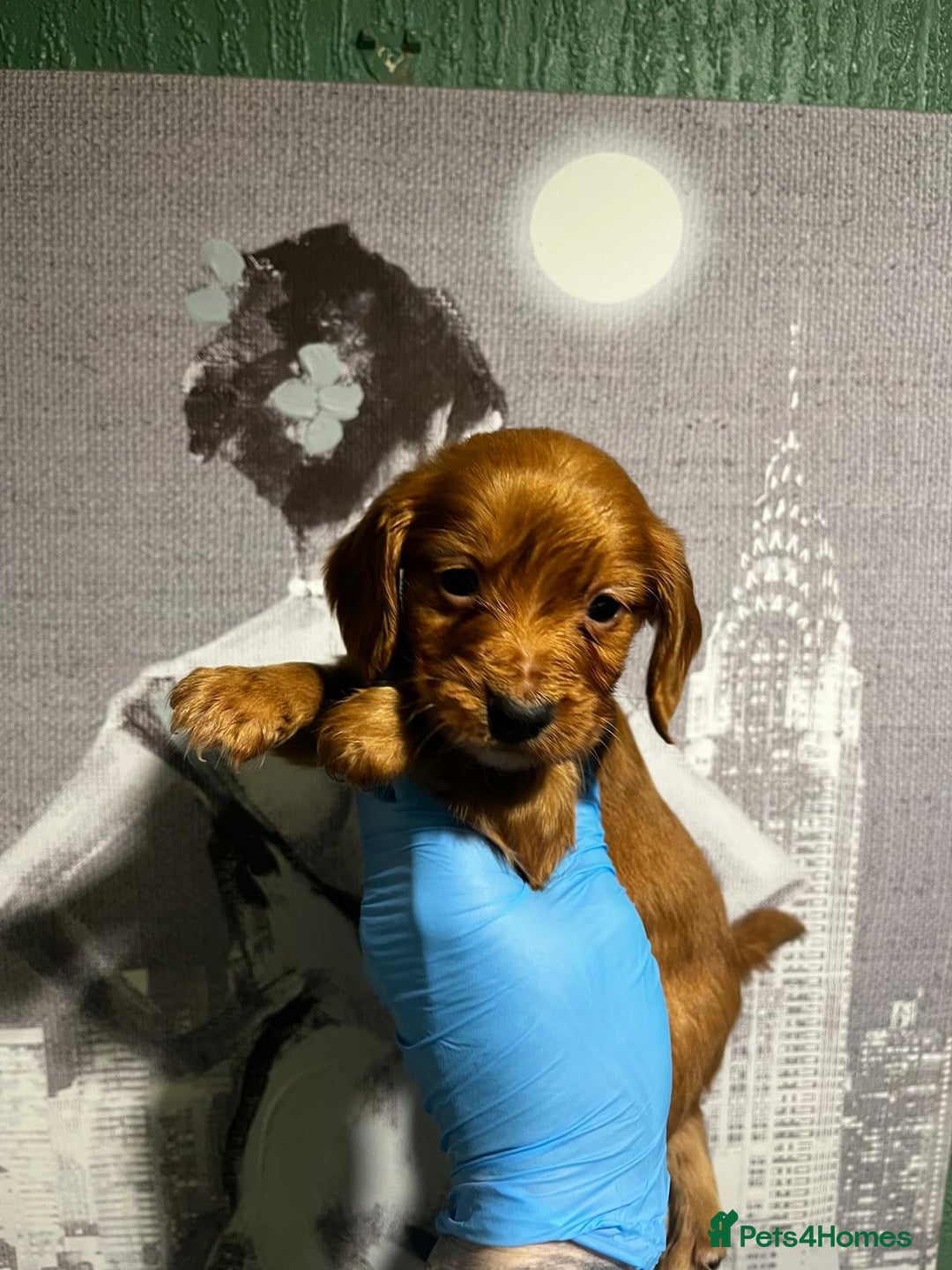 Cocker Spaniel dogs for sale:  cocker spaniel  - Advert 9